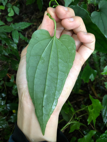 Clematis tashiroi (Clematis tashiroi)
