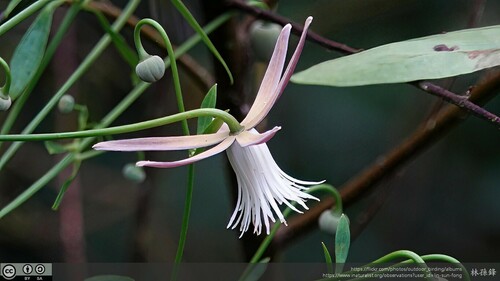 Clematis tashiroi (Clematis tashiroi)