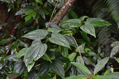 Clematis tashiroi (Clematis tashiroi)