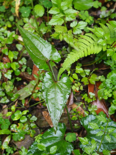 Clematis tashiroi (Clematis tashiroi)