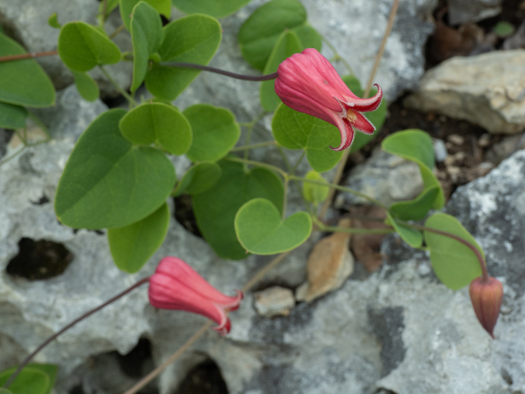 Scarlet leather flower (Clematis texensis)