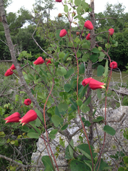 Scarlet leather flower (Clematis texensis)