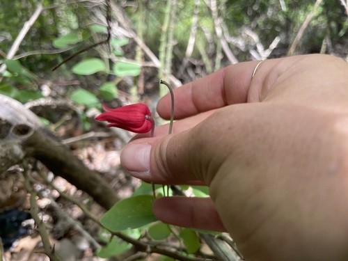 Scarlet leather flower (Clematis texensis)