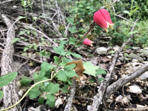 Scarlet leather flower (Clematis texensis)
