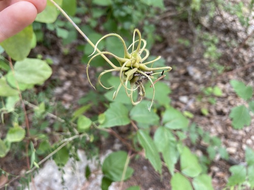 Scarlet leather flower (Clematis texensis)