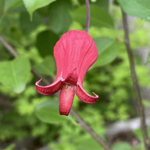 Scarlet leather flower (Clematis texensis)