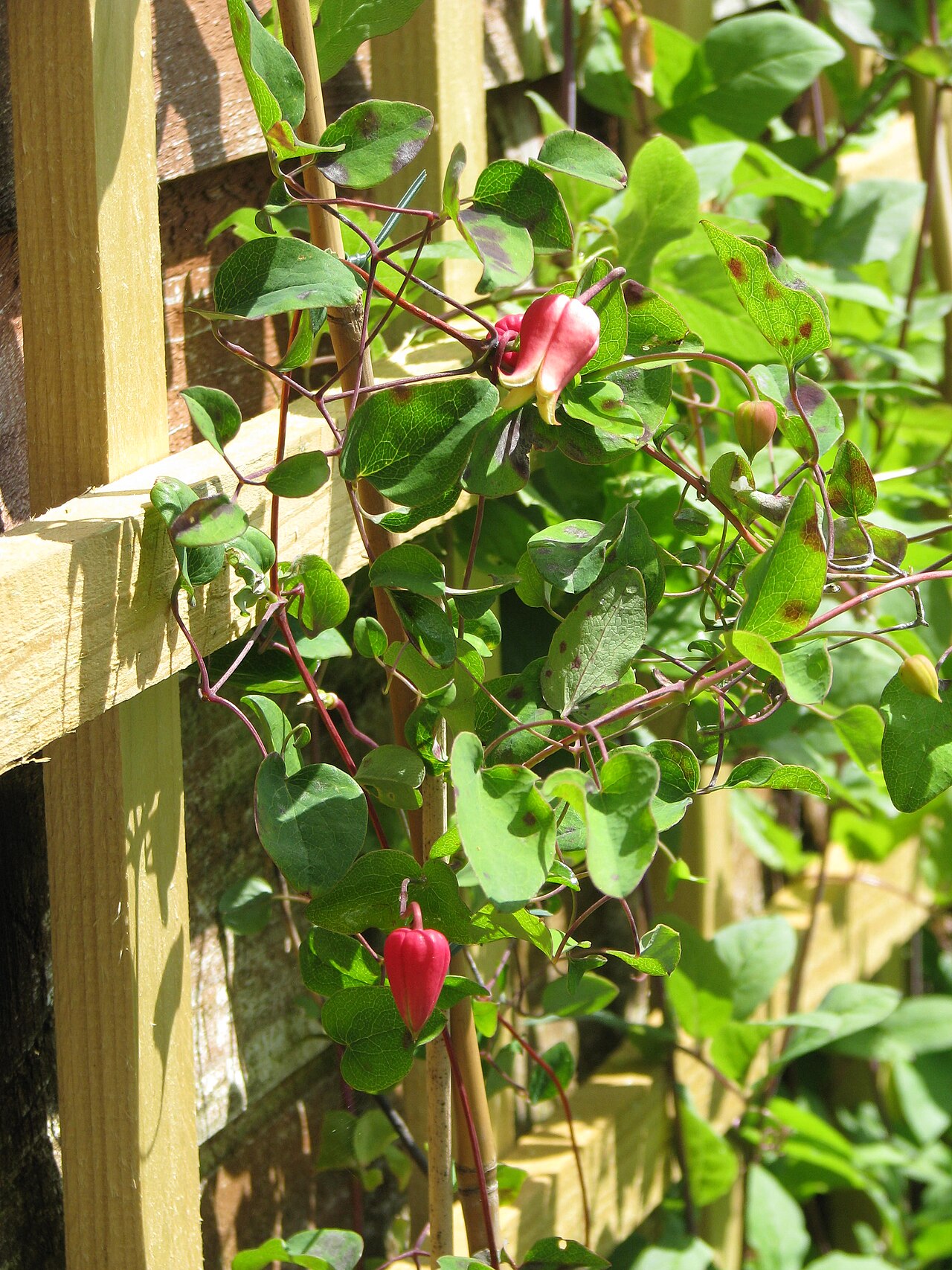 Scarlet leather flower: From Richard Hodson . Very exciting