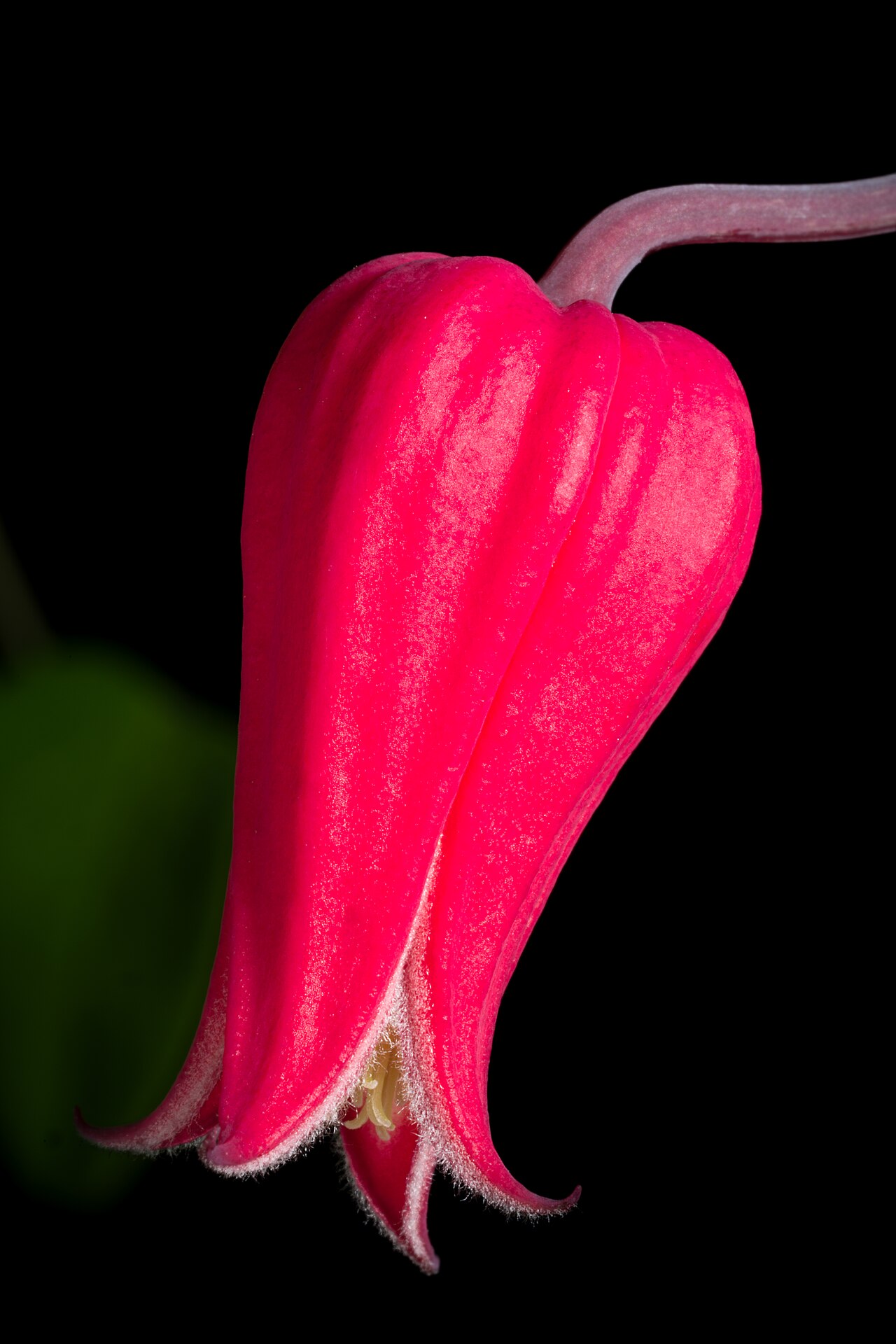 Scarlet leather flower: Plant derived from Texas, U.S.A. Taxonomy Family キンポウゲ科 Ranunculaceae Subfamily キンポウゲ亜科 Ranunculoideae Tribe イチリンソウ連 Anemoneae Genus センニンソウ属 Clematis Distributi