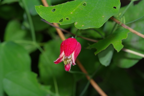 Scarlet leather flower (Clematis texensis)
