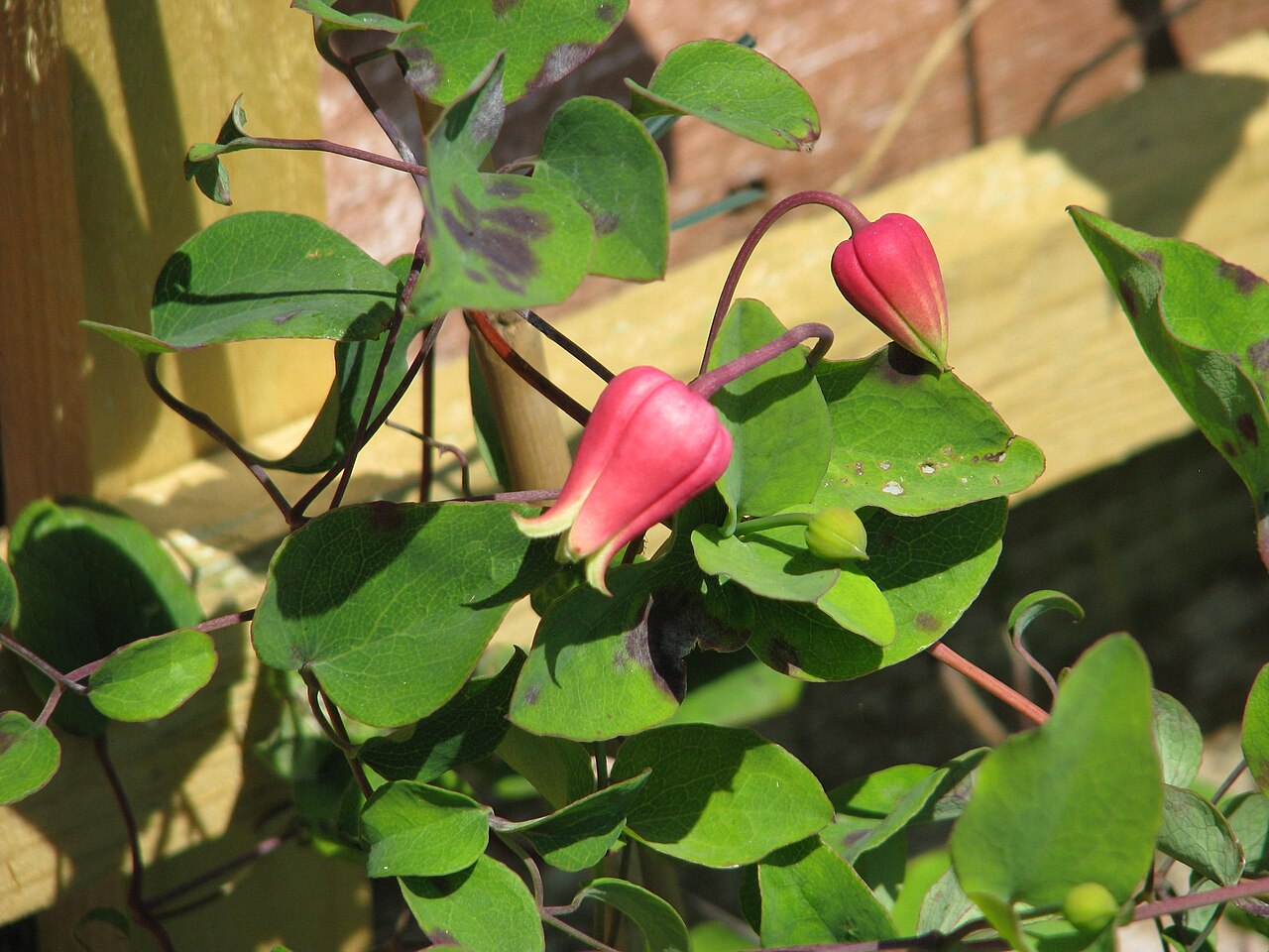Scarlet leather flower: Clematis texensis