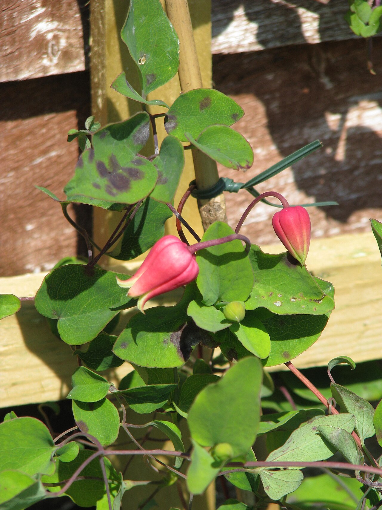Scarlet leather flower: Clematis texensis