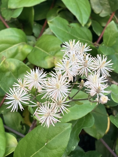 Traveller's-joy (Clematis vitalba)
