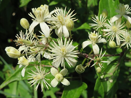 Traveller's-joy: Gewöhnliche Waldrebe ( Clematis vitalba ) in Hockenheim