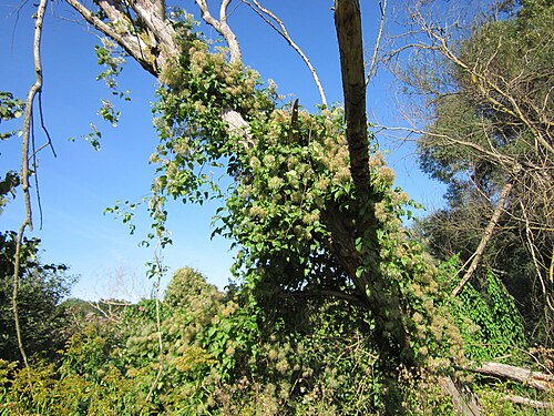 Traveller's-joy: Gewöhnliche Waldrebe (Clematis vitalba) in den Wagbachauen bei Oberhausen-Rheinhausen