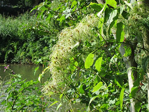 Traveller's-joy: Gewöhnliche Waldrebe ( Clematis vitalba ) an der Saar in Saarbrücken