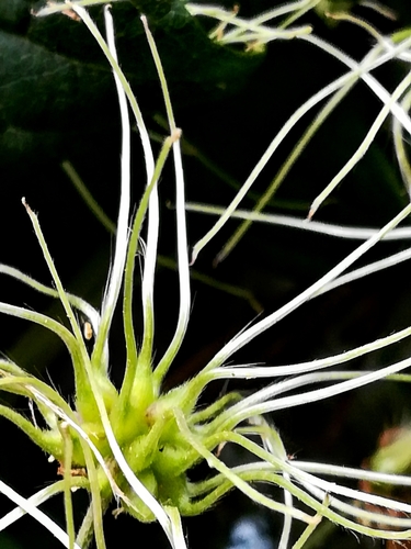 Traveller's-joy (Clematis vitalba)