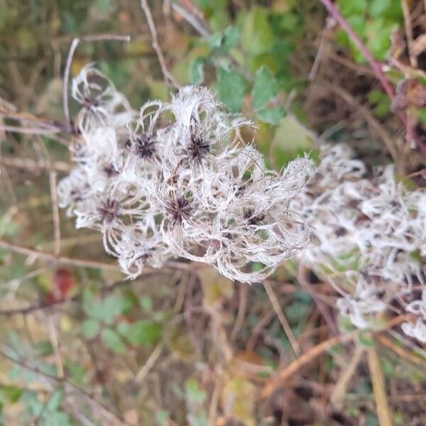 Traveller's-joy (Clematis vitalba)