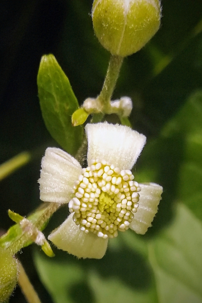 Traveller's-joy (Clematis vitalba)