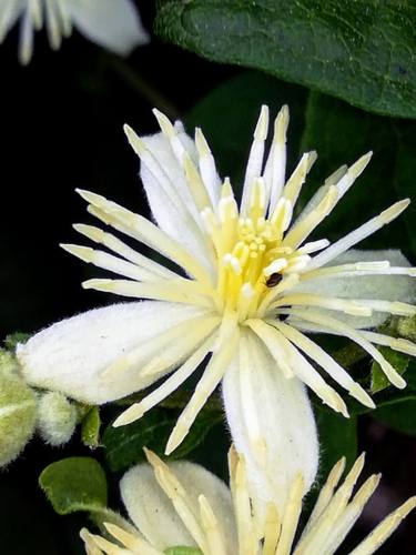 Traveller's-joy (Clematis vitalba)