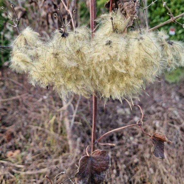 Traveller's-joy (Clematis vitalba)