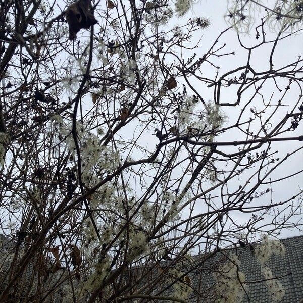 Traveller's-joy (Clematis vitalba)