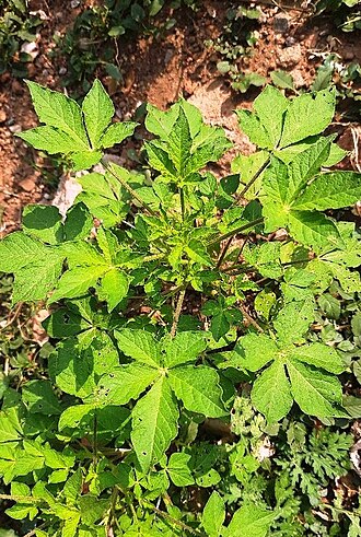 Spiderwisp: Cleome gynandra is known as Shwetahudhude in Bengal,
