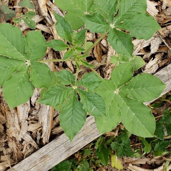 Spiderwisp (Cleome gynandra)