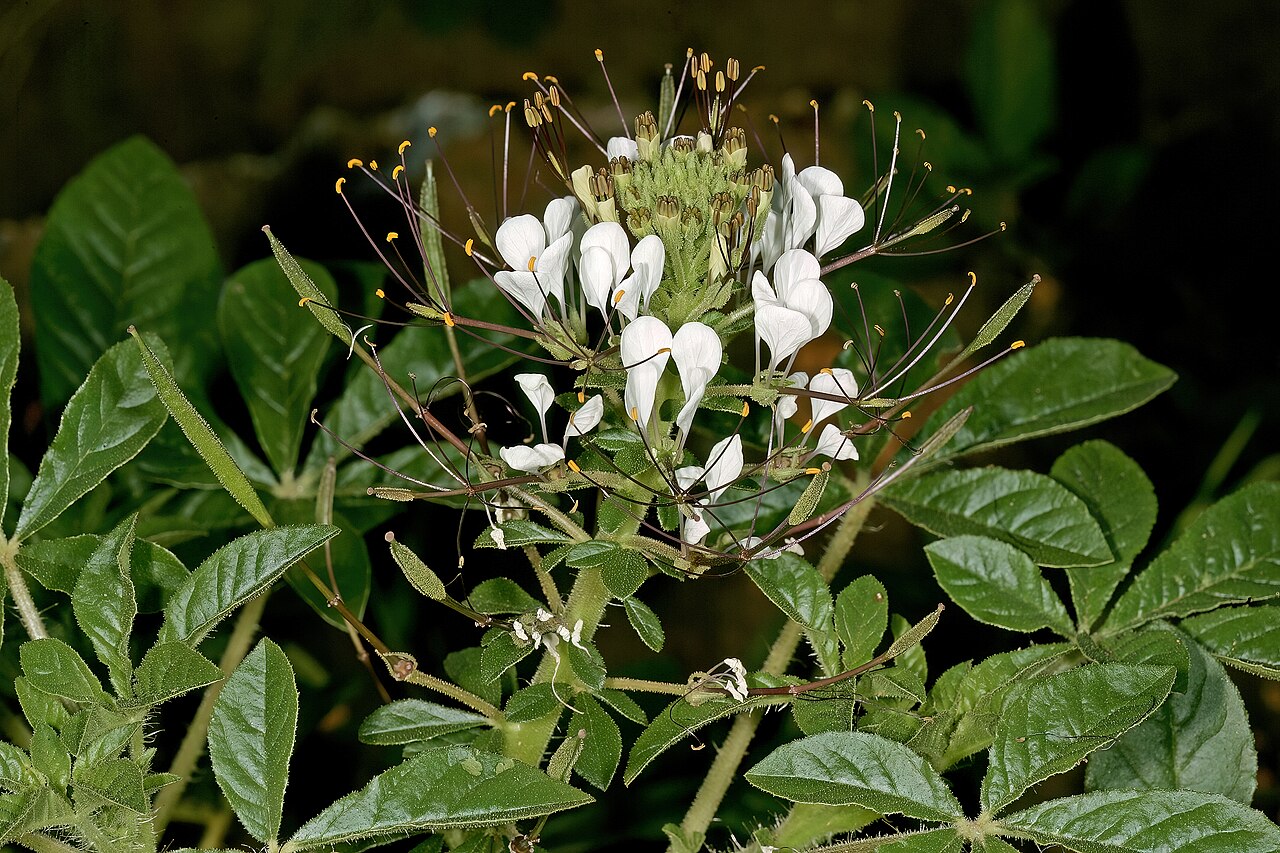 Spiderwisp: Cleome gynandra , flowers and developing fruit; Disturbed area in grassland, vicinity of Wolmaransstad, North West, South Africa