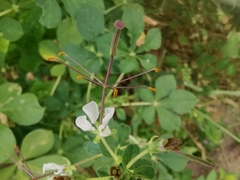 Spiderwisp (Cleome gynandra)
