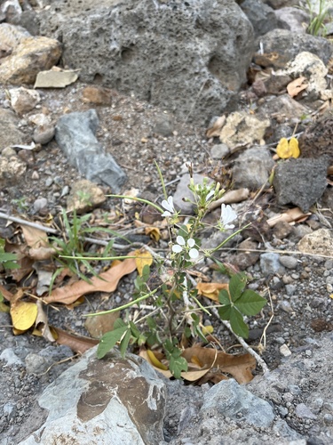Spiderwisp (Cleome gynandra)