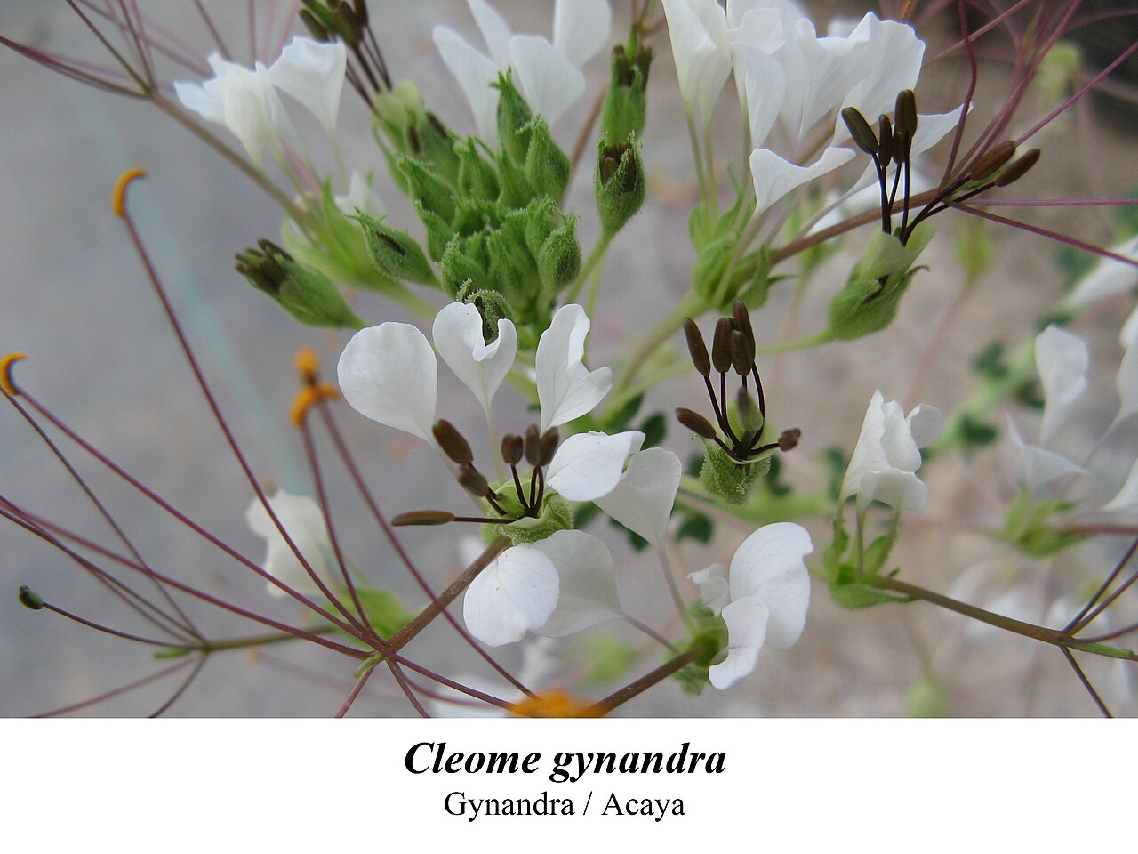 Spiderwisp: planta medicinal