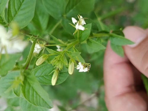 Spiderwisp (Cleome gynandra)