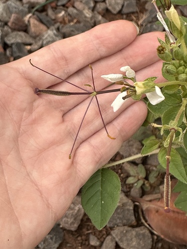 Spiderwisp (Cleome gynandra)