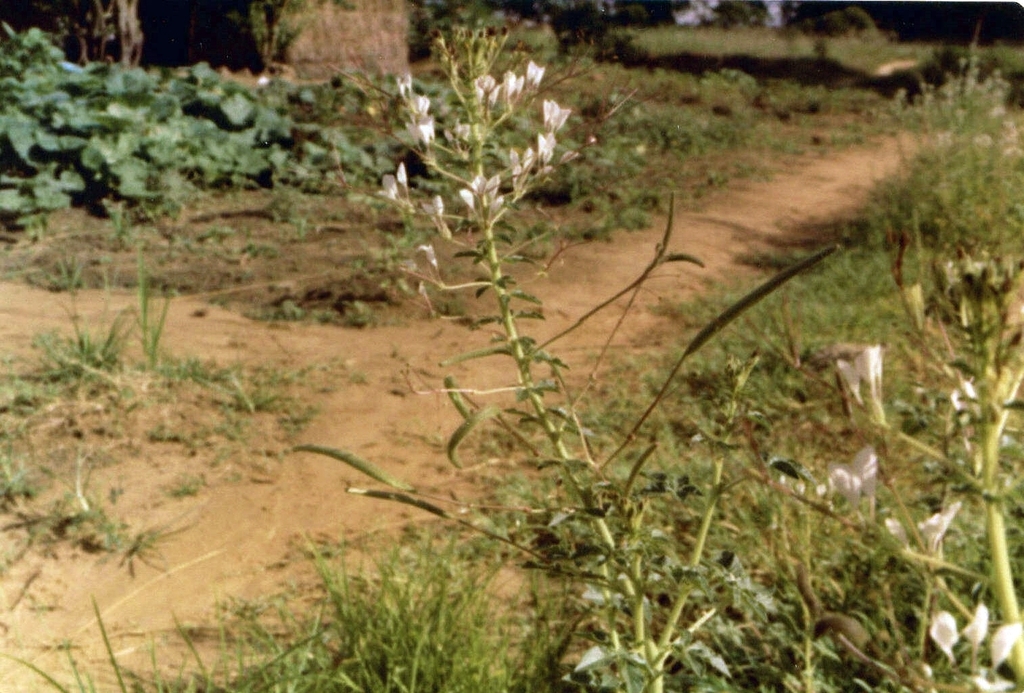 Spiderwisp (Cleome gynandra)