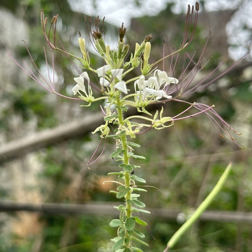 Spiderwisp (Cleome gynandra)