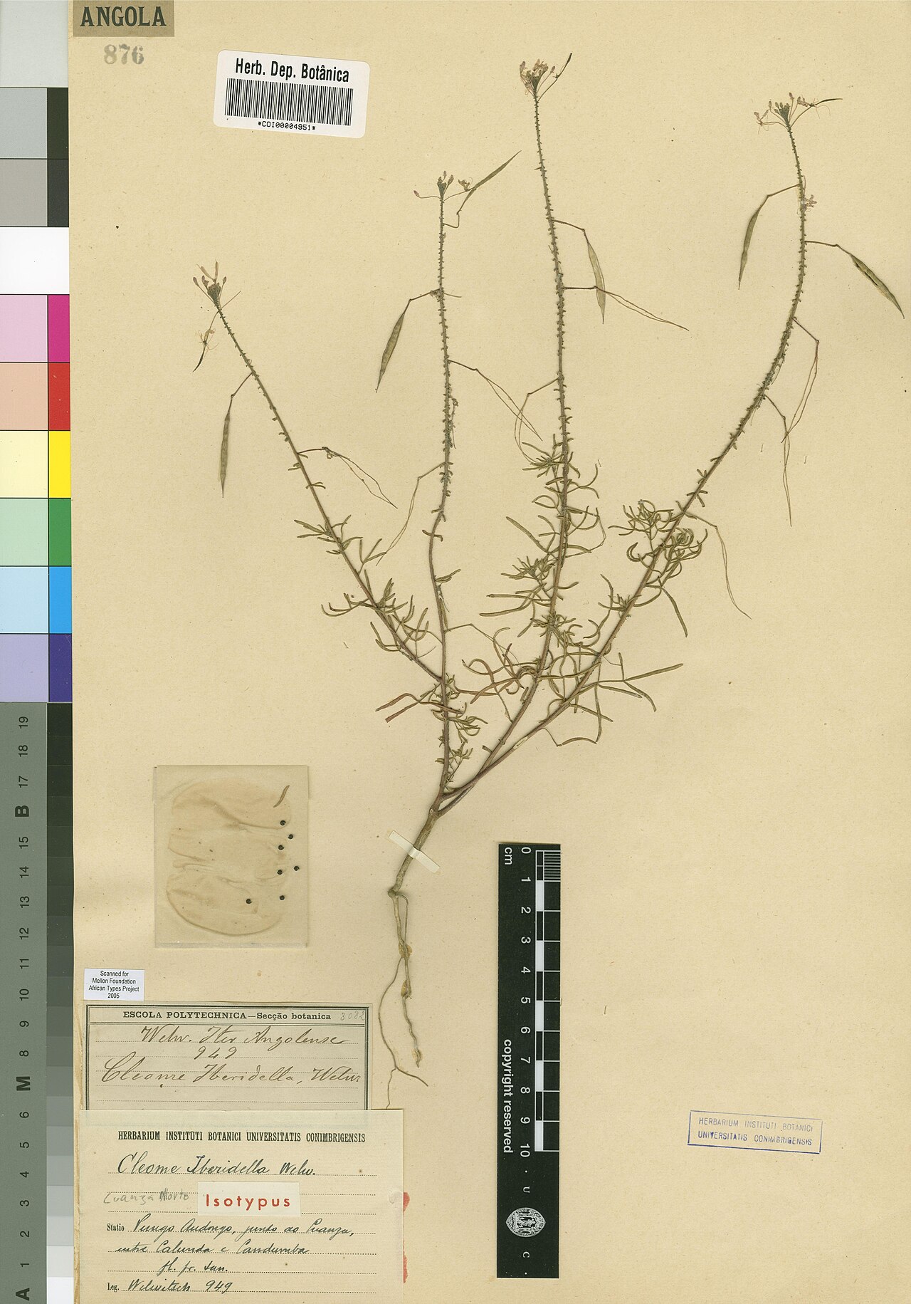 Cleome iberidella: Photograph of Isotype of Sieruela iberidella at Herbarium of the University of Coimbra, Portugal (COI). Specimen COI00004951. http://coicatalogue.uc.pt/specimen