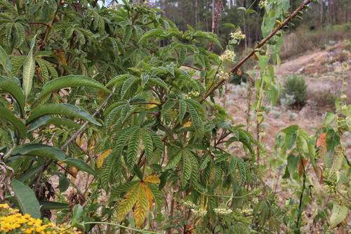 Cleome longifolia (Cleome longifolia)