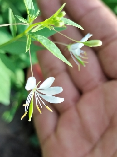 Cleome melanosperma (Cleome melanosperma)