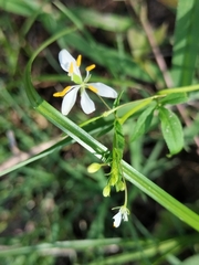Cleome melanosperma (Cleome melanosperma)