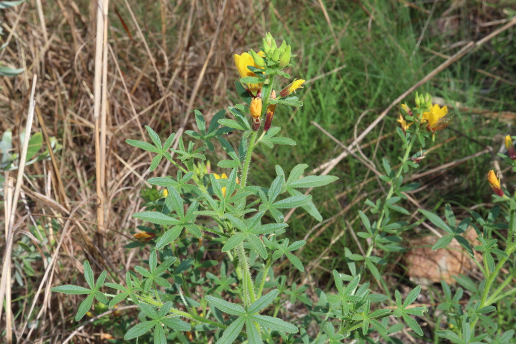 Cleome microaustralica (Cleome microaustralica)