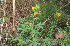 Cleome microaustralica (Cleome microaustralica)