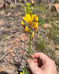 Cleome microaustralica (Cleome microaustralica)