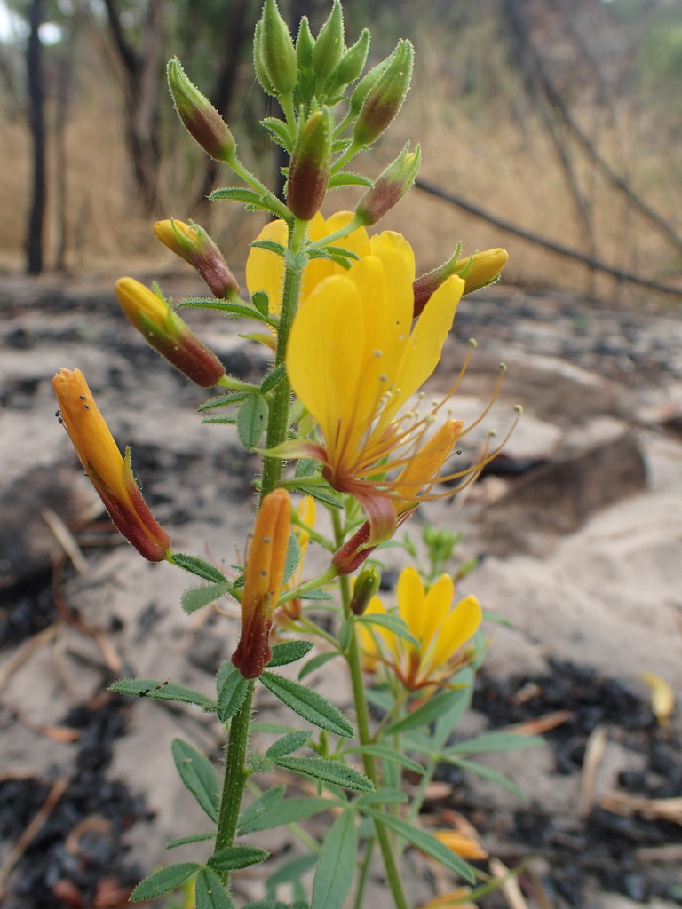 Cleome microaustralica (Cleome microaustralica)