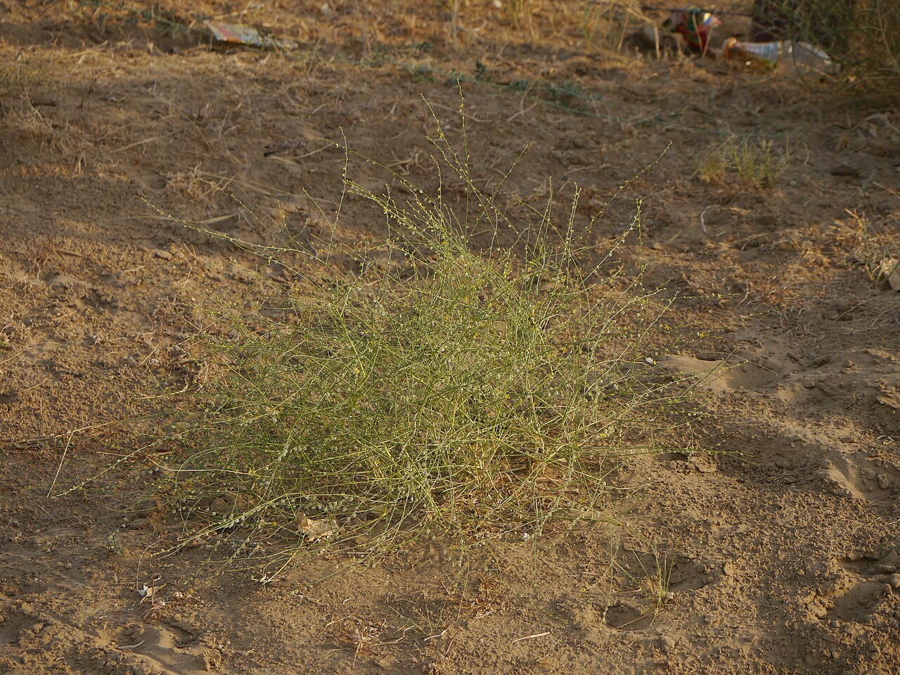 Cleome pallida: Dipterygium glaucum Decne.