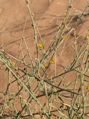 Cleome pallida (Cleome pallida)