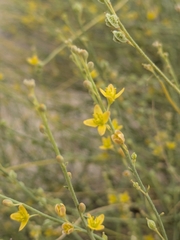 Cleome pallida (Cleome pallida)