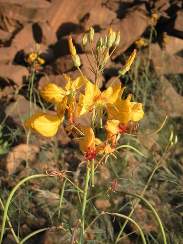 Cleome paradoxa (Cleome paradoxa)