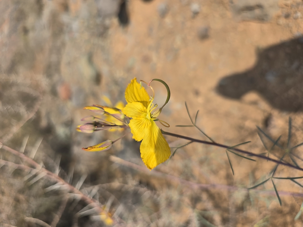 Cleome paradoxa (Cleome paradoxa)