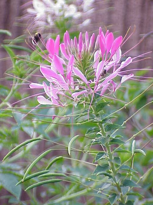 Volantines preciosos (Cleome speciosa)