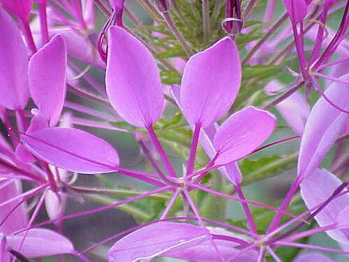 Volantines preciosos: Species : Cleome speciosa Family : Cleomaceae Image No. 3